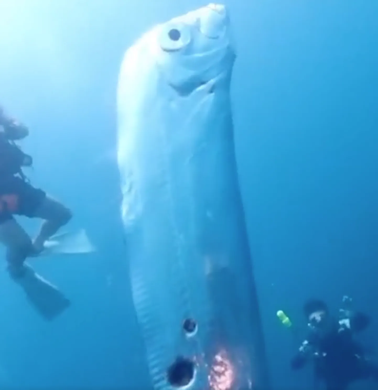 Глубоководная рыба. Скриншот из видео.