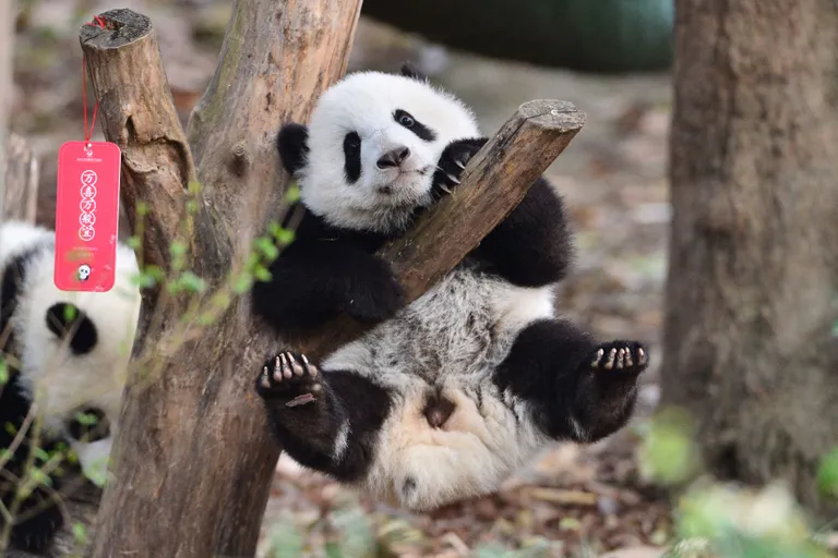 Ülemeelik pandakaru kutsikas turnib Chengdu pandakarude teaduskeskuses.