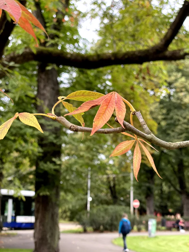 Raksta foto