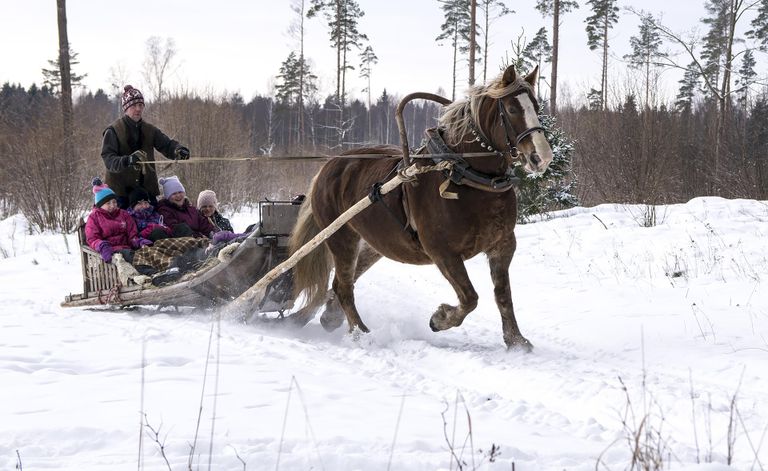 Jõuluvana Korstna talus saab tutvust teha ka Eesti jõuliste raskeveohobustega. Kui on lumehanged ja reel palju inimesi, siis raskeveohobusel on ükskõik, teda hanged ei heiduta.