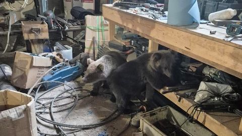 Kuningakülasse sattunud karupojad uinutati ja viidi metsa