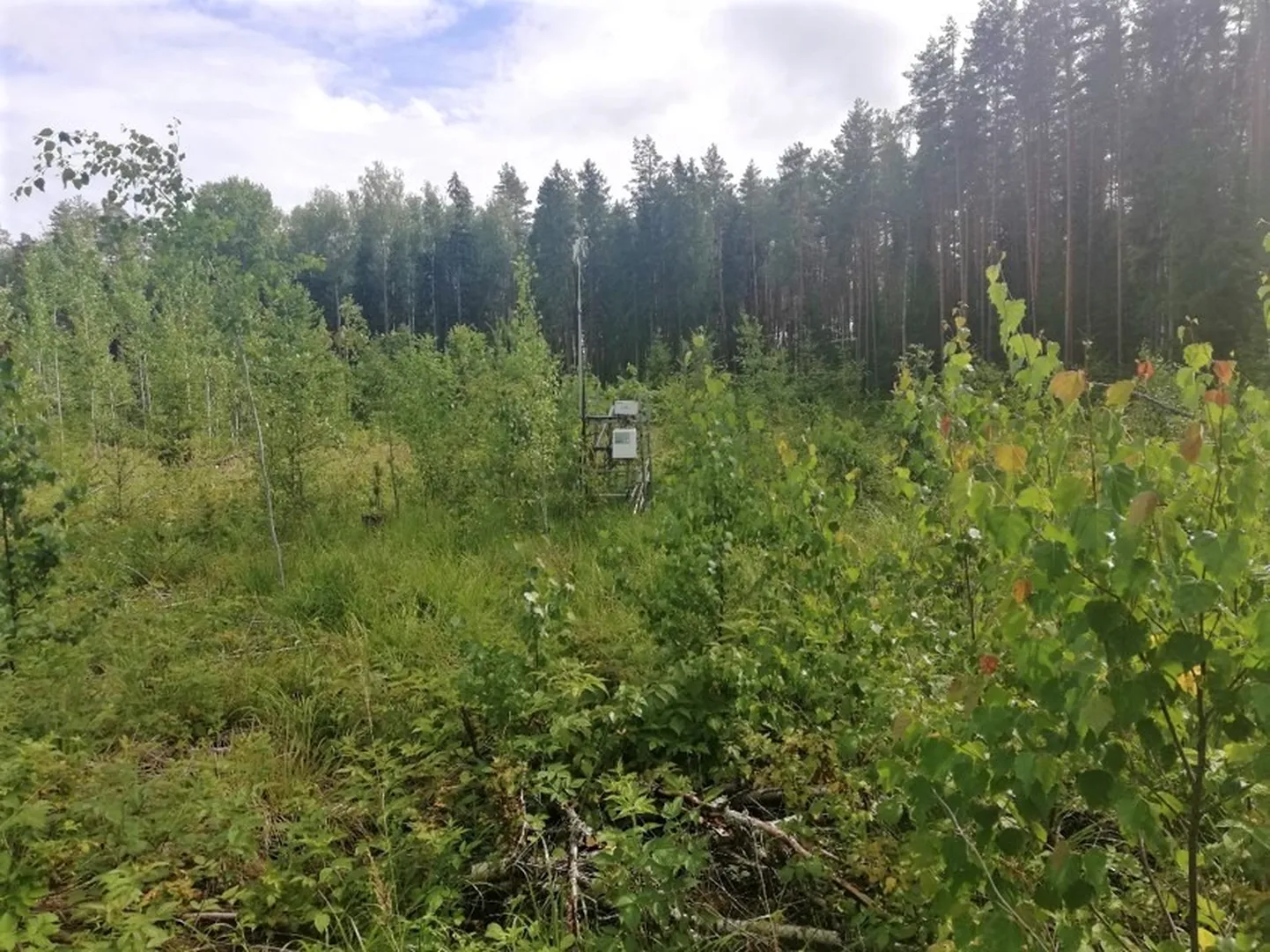 Uurimisala ja doktoritöös kasutatav seade Järvselja metsas.