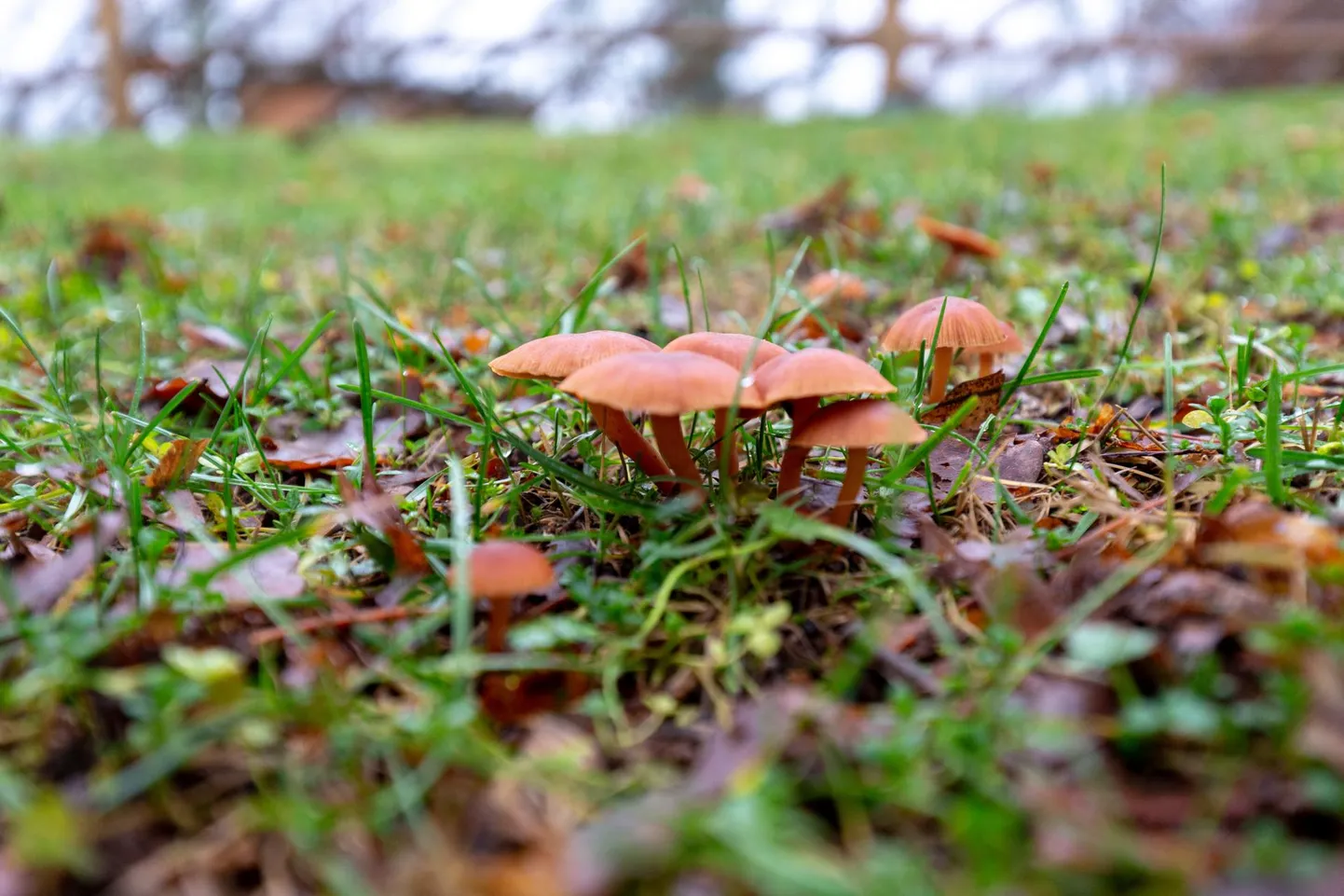 Õhutemperatuuri norm kerkis kõige enam detsembris, nii Viljandis kui Eestis tervikuna. Foto on tehtud tunamullu jõululaupäeval.