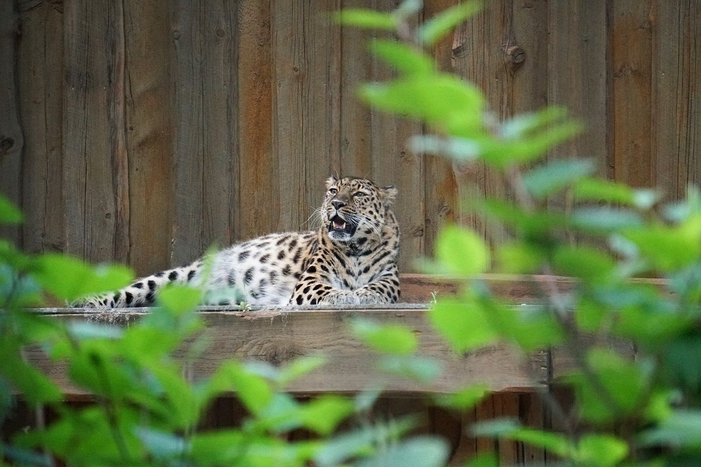allinna loomaaia tubli ja teenekas amuuri leopard Darla tähistas hiljuti 16. sünnipäeva.