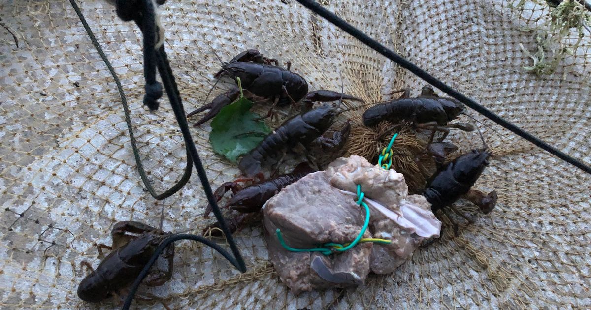 Kõige rohkem meelitas vähipüüdjaid Väinjärv