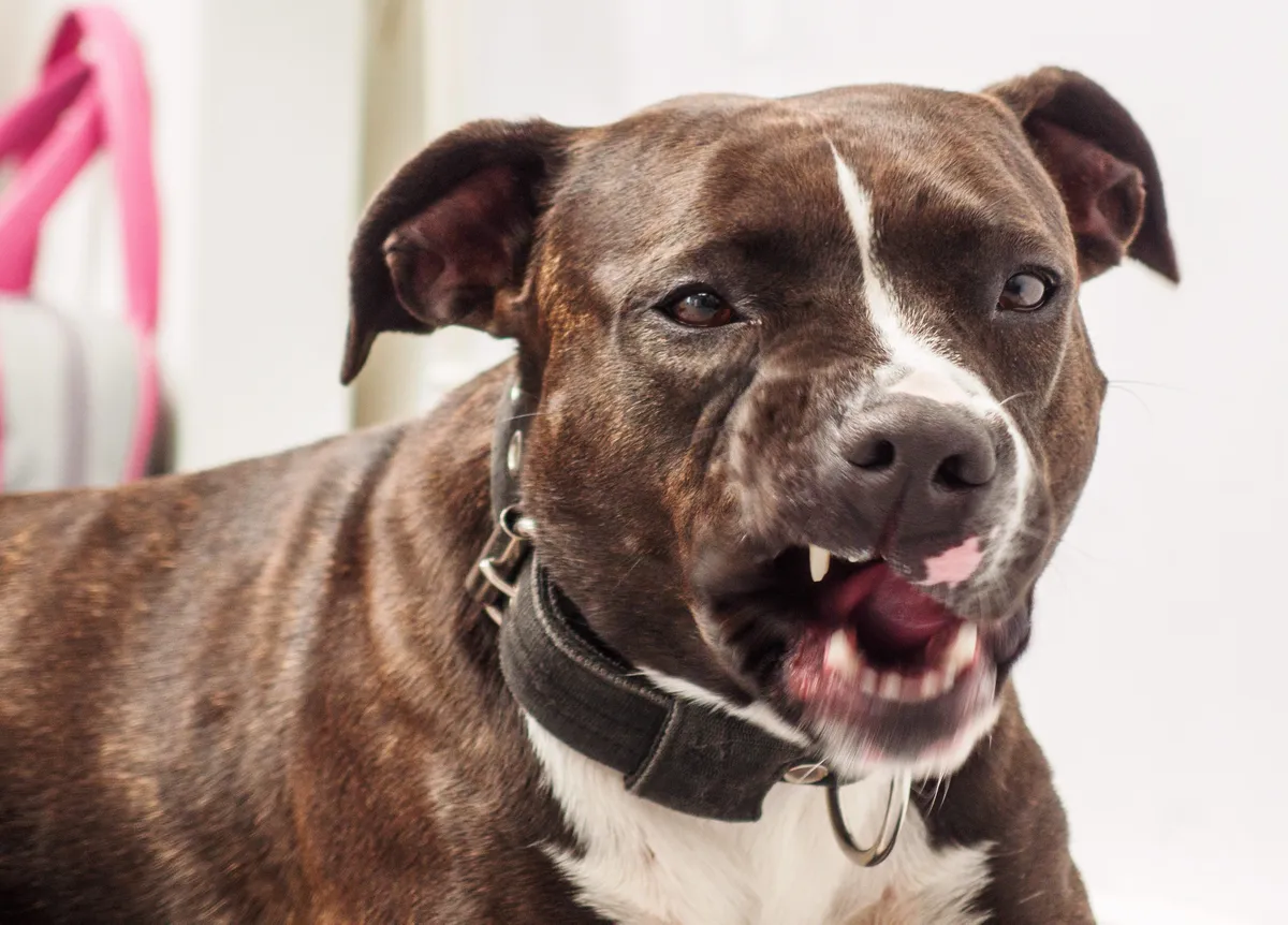 Ameerika pitbullterjer