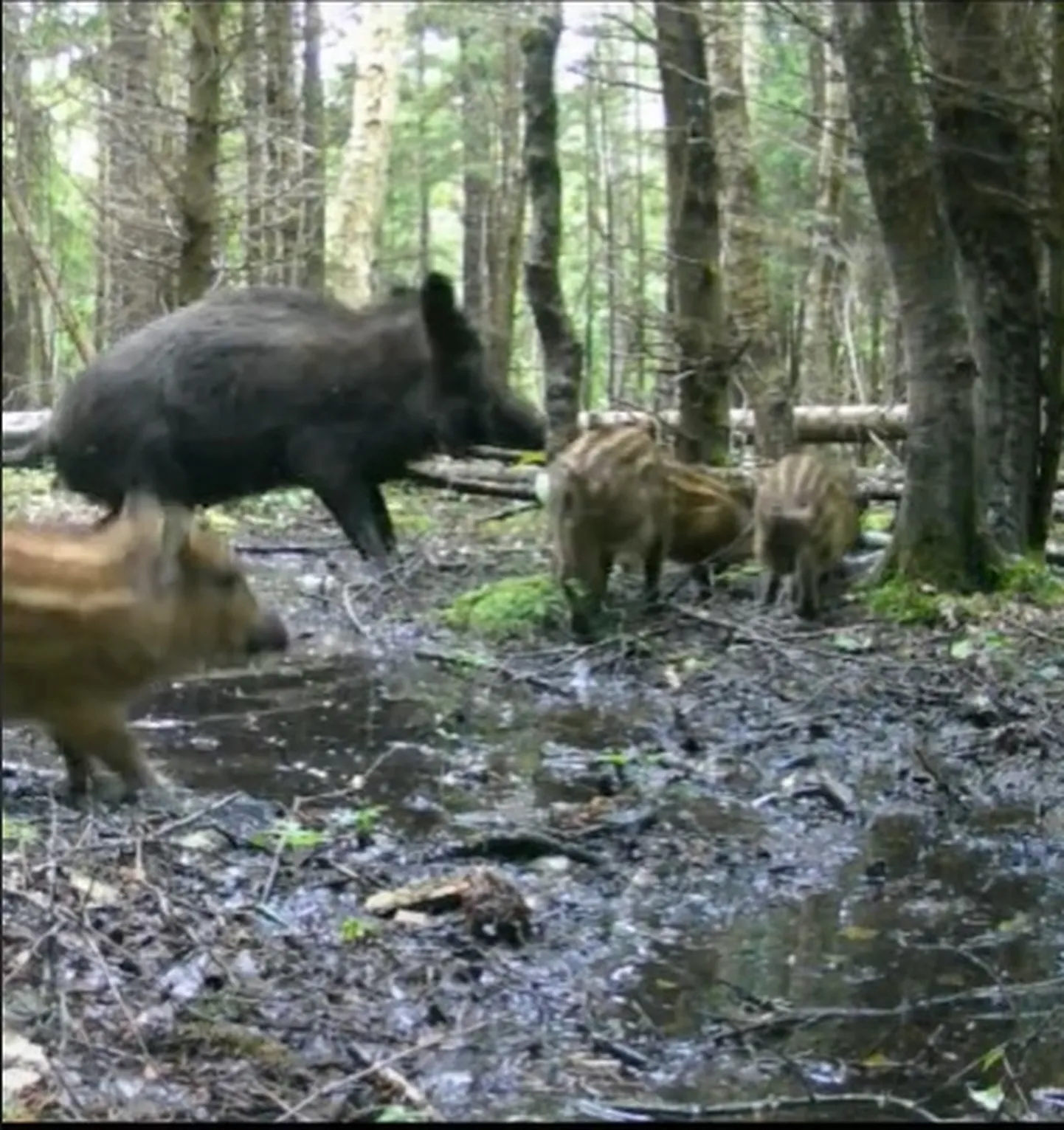 Kuvatõmmis videost