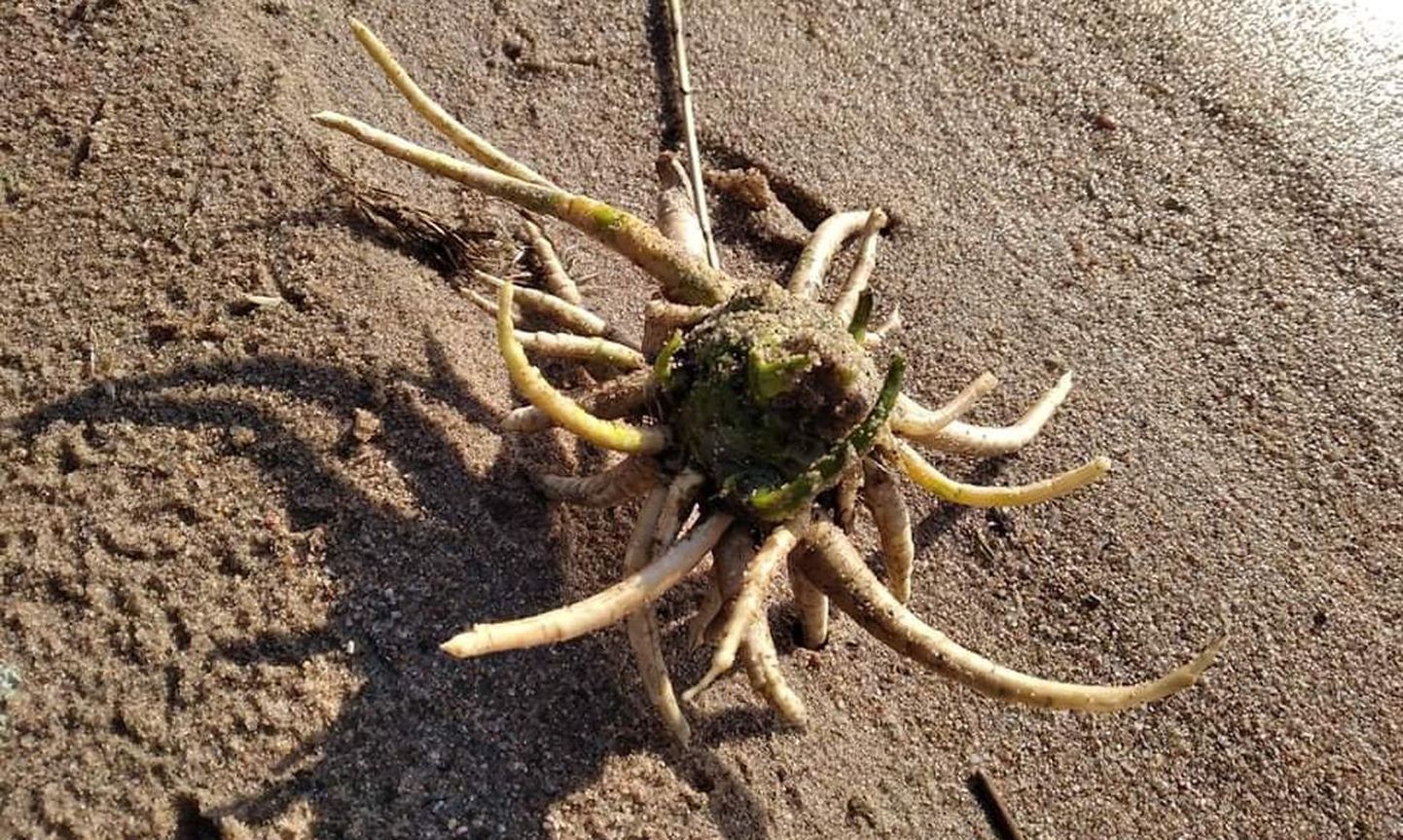 Ядовитый корнеплод на пляже озера Куремаа.