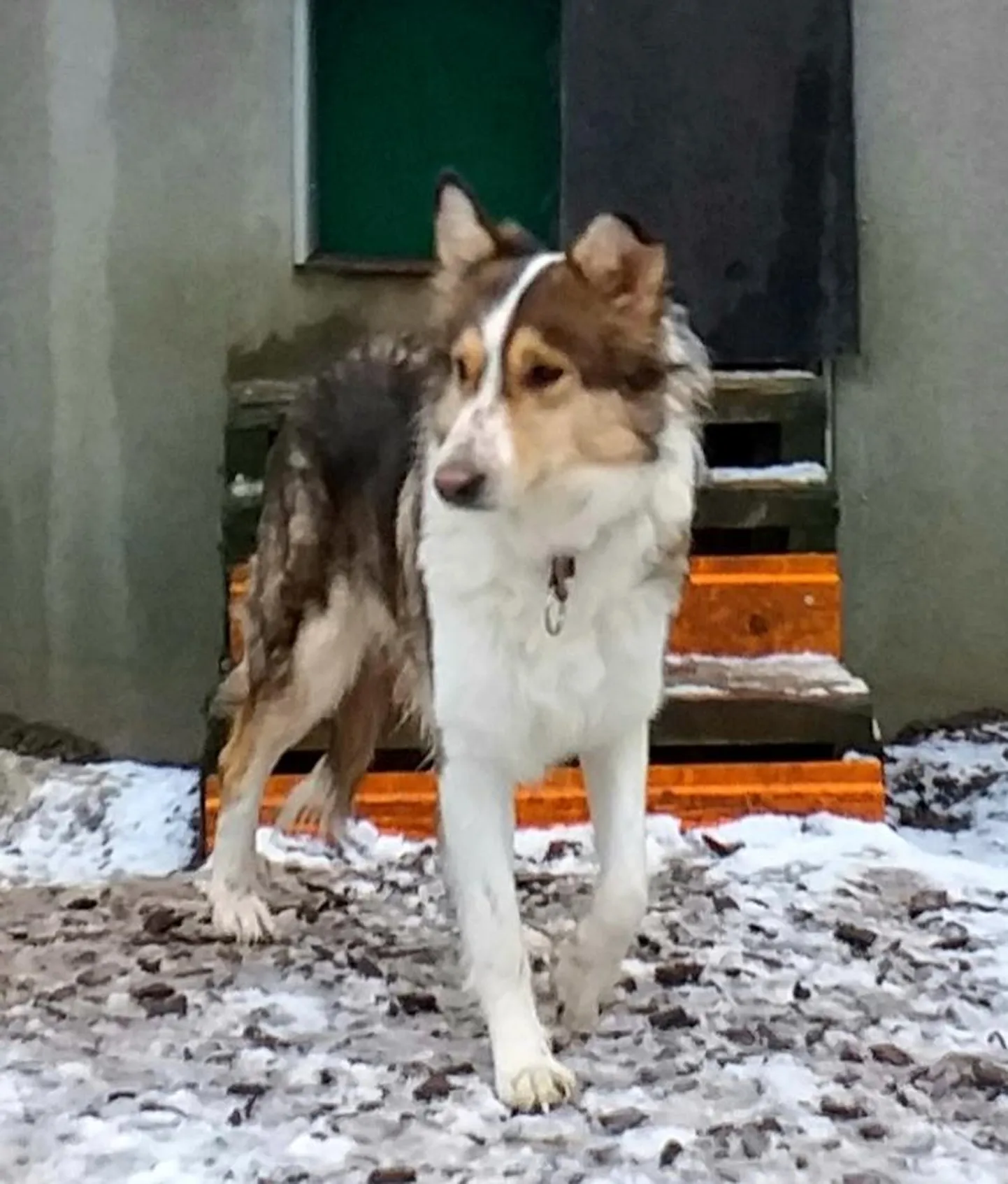 Koeravabrikust pääsenud Isabela otsib uut kodu.