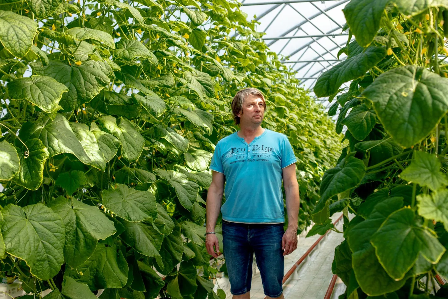 Freddy Poklonski sõnul ei ole kunagi liiga hea ja kuumade ning kuivade ilmadega on hakanud jõudsalt levima kahjurid.
