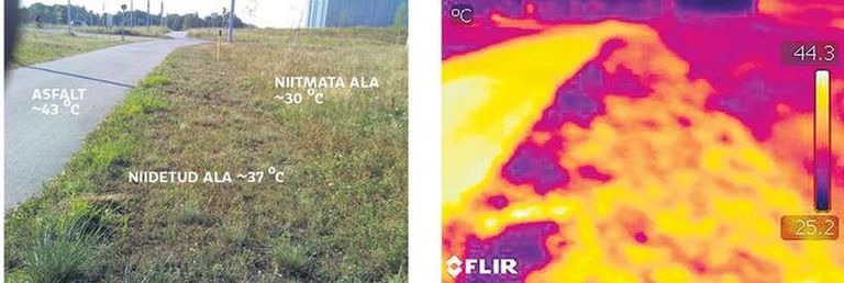 Асфальт, скошенная трава и нескошенная зона у ERM. 1 августа, 15.00. Температура воздуха 31 градус.