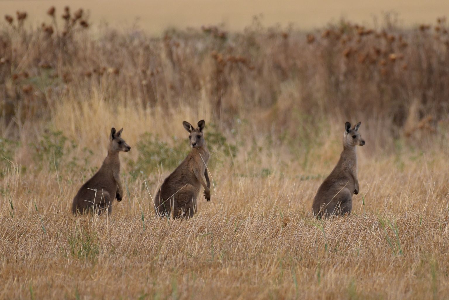 Kängurud otsivad läinud kuul Austraalias Melbourne’i kandis toitu.