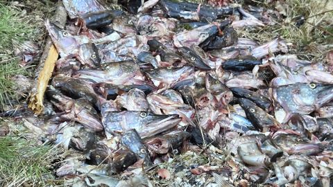 Metsaraja äärde jäetud haugirapete asjus algatatud uurimine tammub paigal