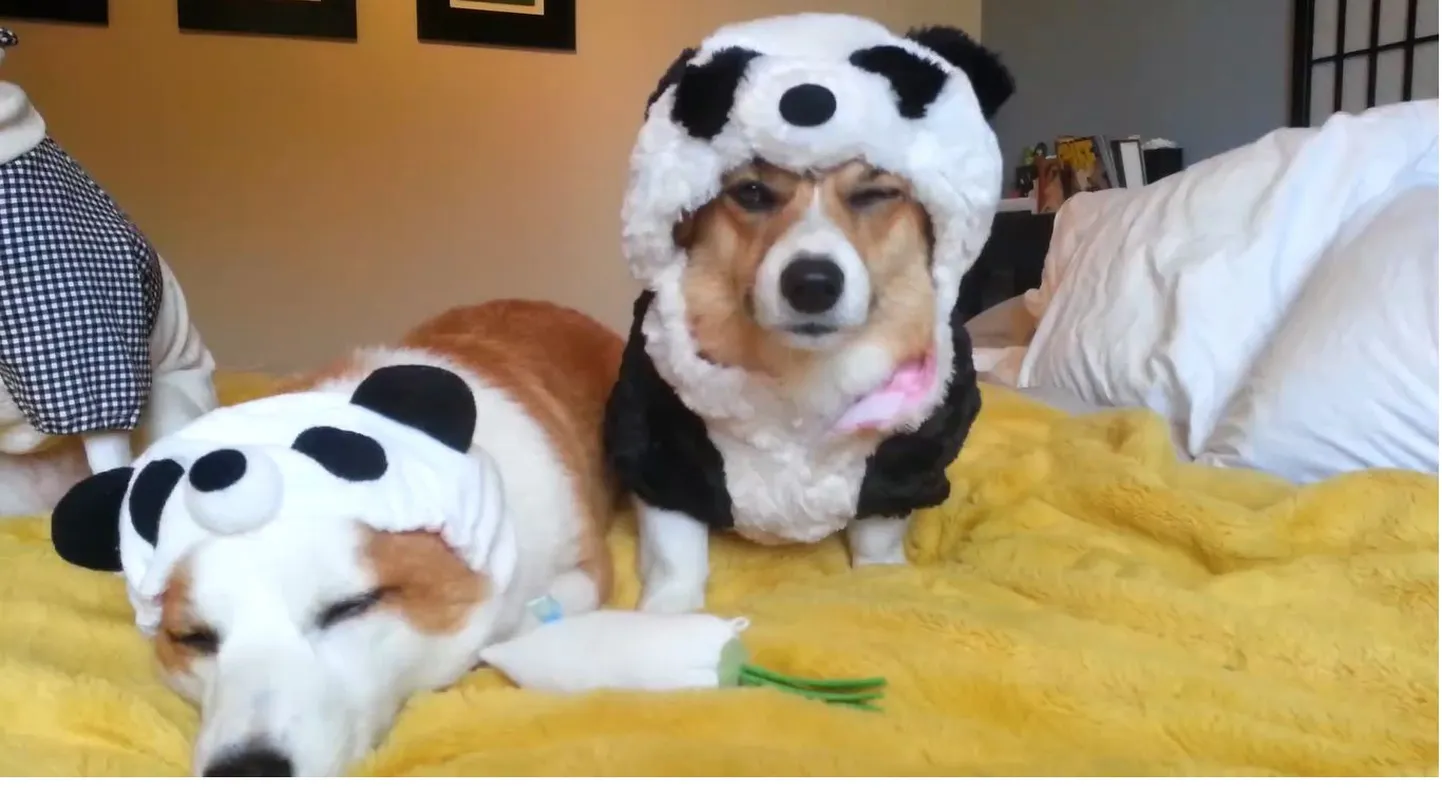 Pandakostüümis koer