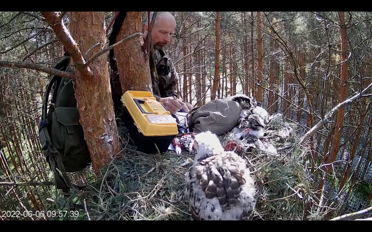 Ohustatud linnuliikide uurija Ülo Väli ronis RMK puukoolis kasvava kõrge männi latva, kus asub kanakullipere pesa. Seal mõõtis ja kaalus ta pojad üle ning pani neile rõngad jalga.