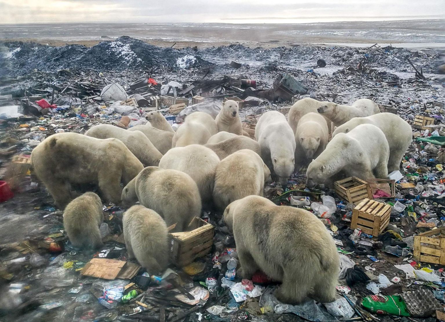 Jääkarud Belušja Guba prügimäelt toitu otsimas.