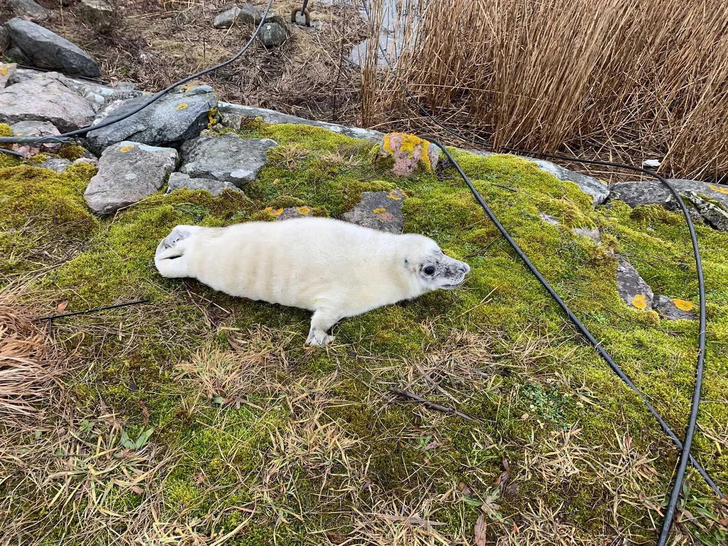 Väinatammi ääres nähti veest välja ukerdanud hülgepoega.