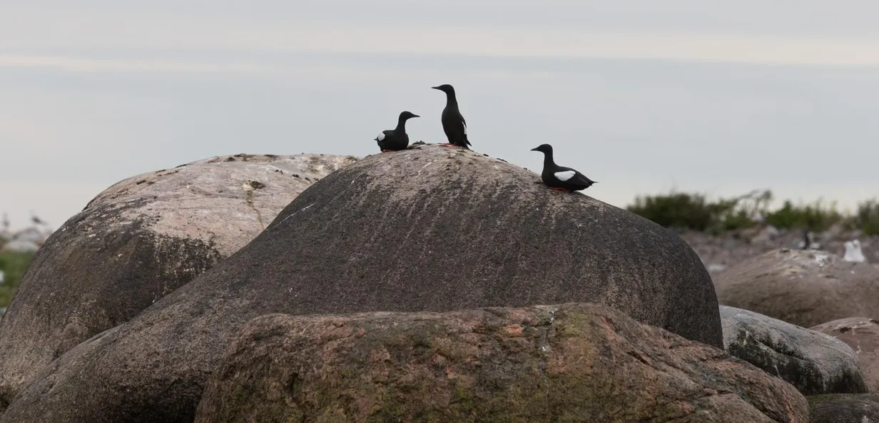 Pikergusel saarel kolme riigi piiril võib trehvata hülgeid, sõjalaevu ...