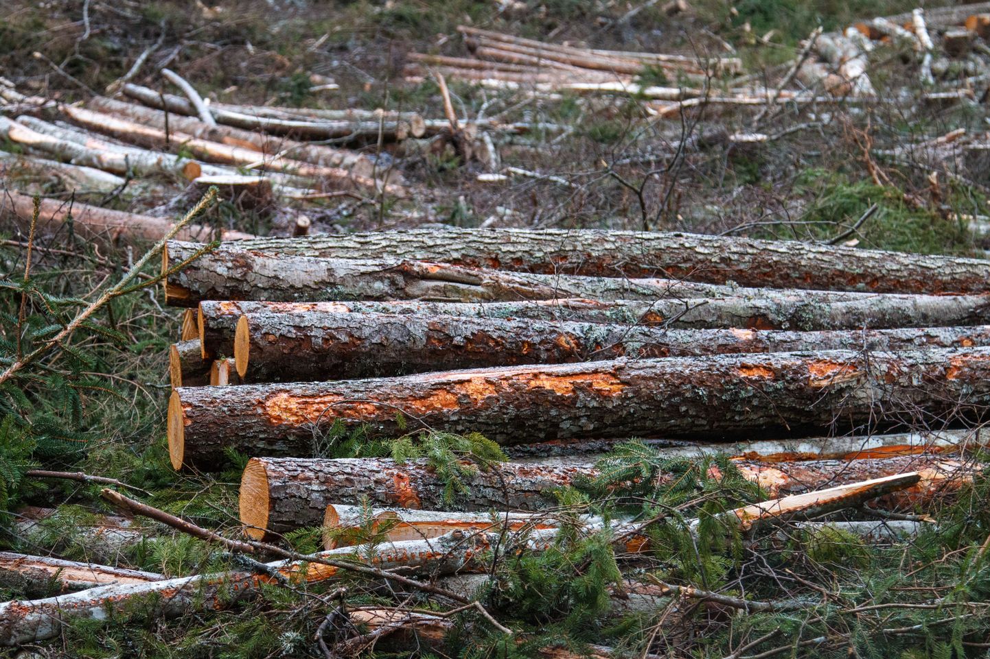 Aastane metsaraie ei tohi ületada metsade netojuurdekasvu.