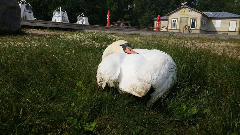 Artikli foto