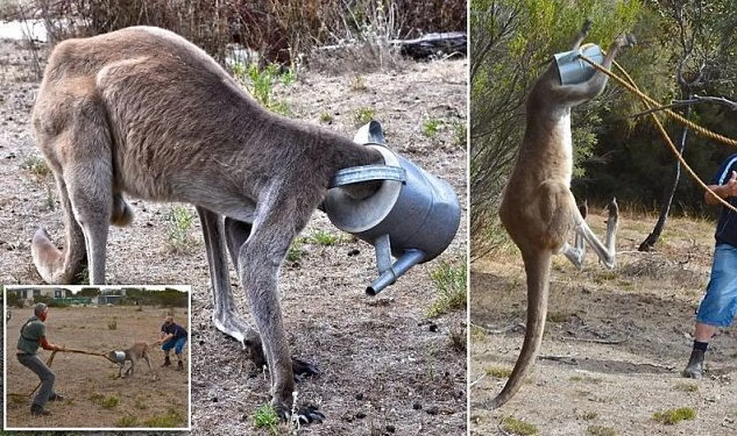 Känguru päästmine kastekannust