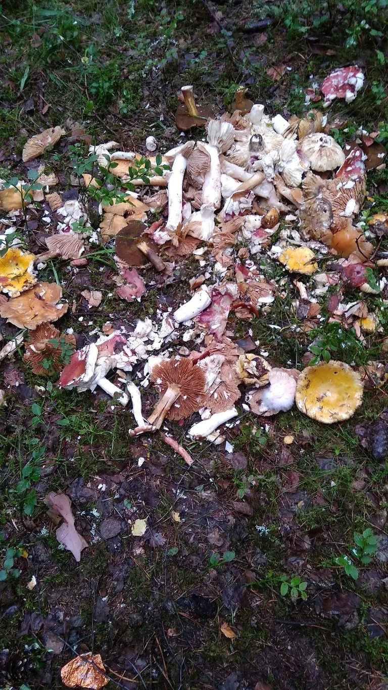 Metsa alla jäetud seened.