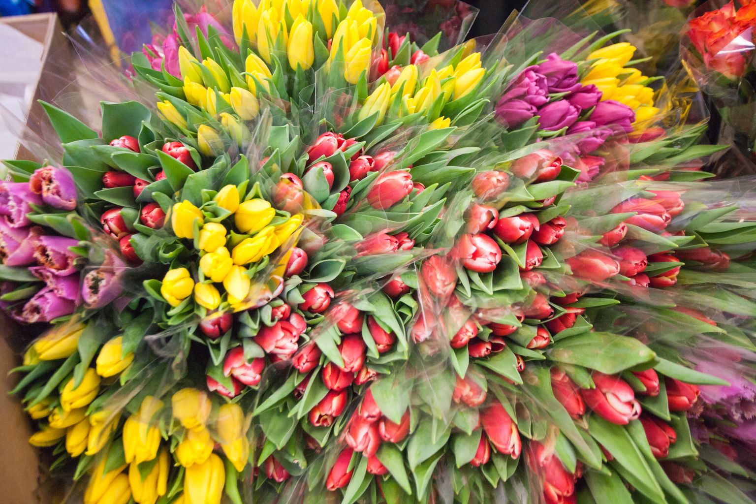 Tulbikimpu ostes vaadake, kas lilled on ikka Eestis kasvatatud, nii saate anda oma pisikese panuse kohalike tootjate hinges püsimiseks.