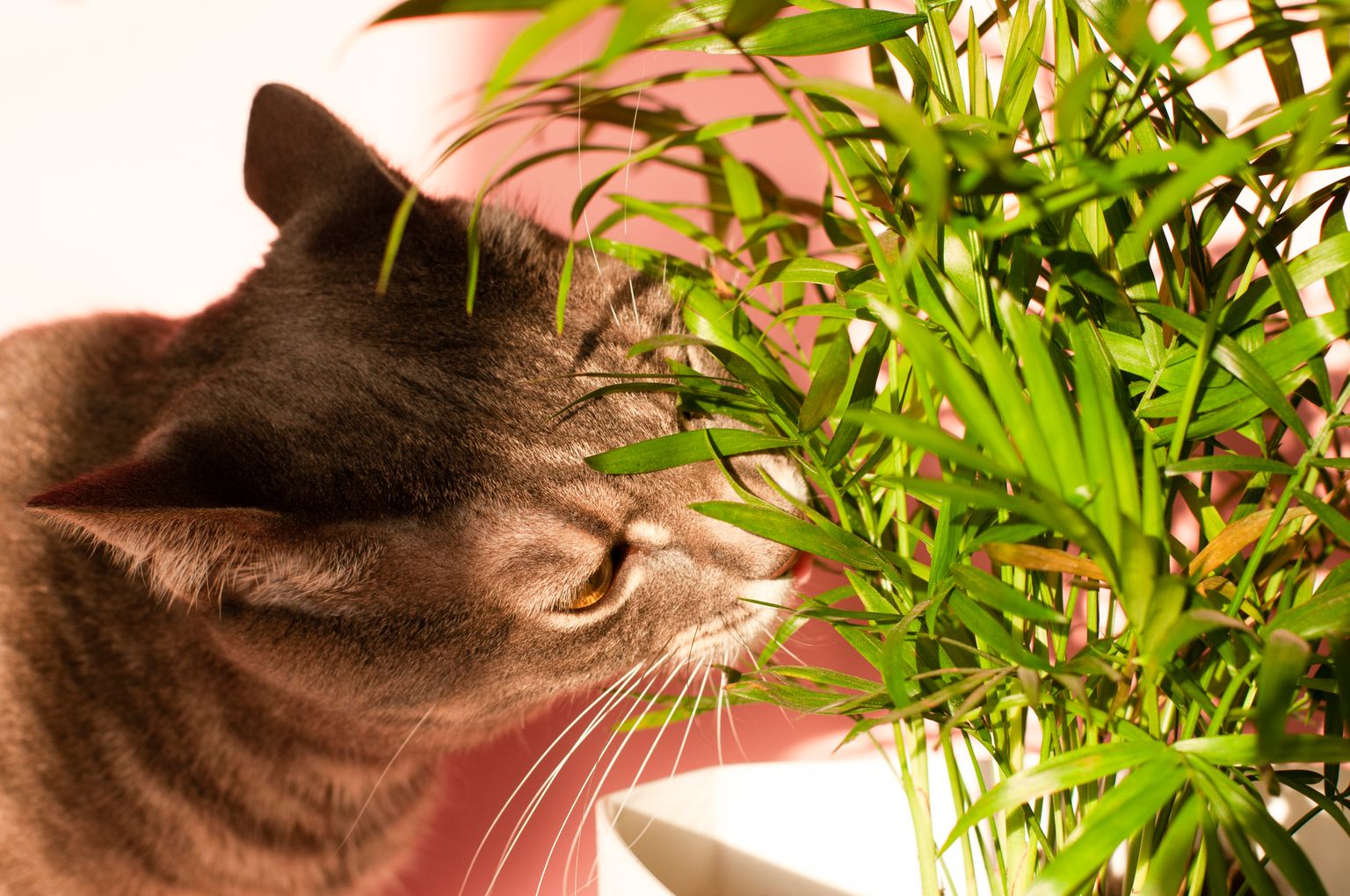 Некоторые комнатные растения опасны для кошек. Иллюстративное фото