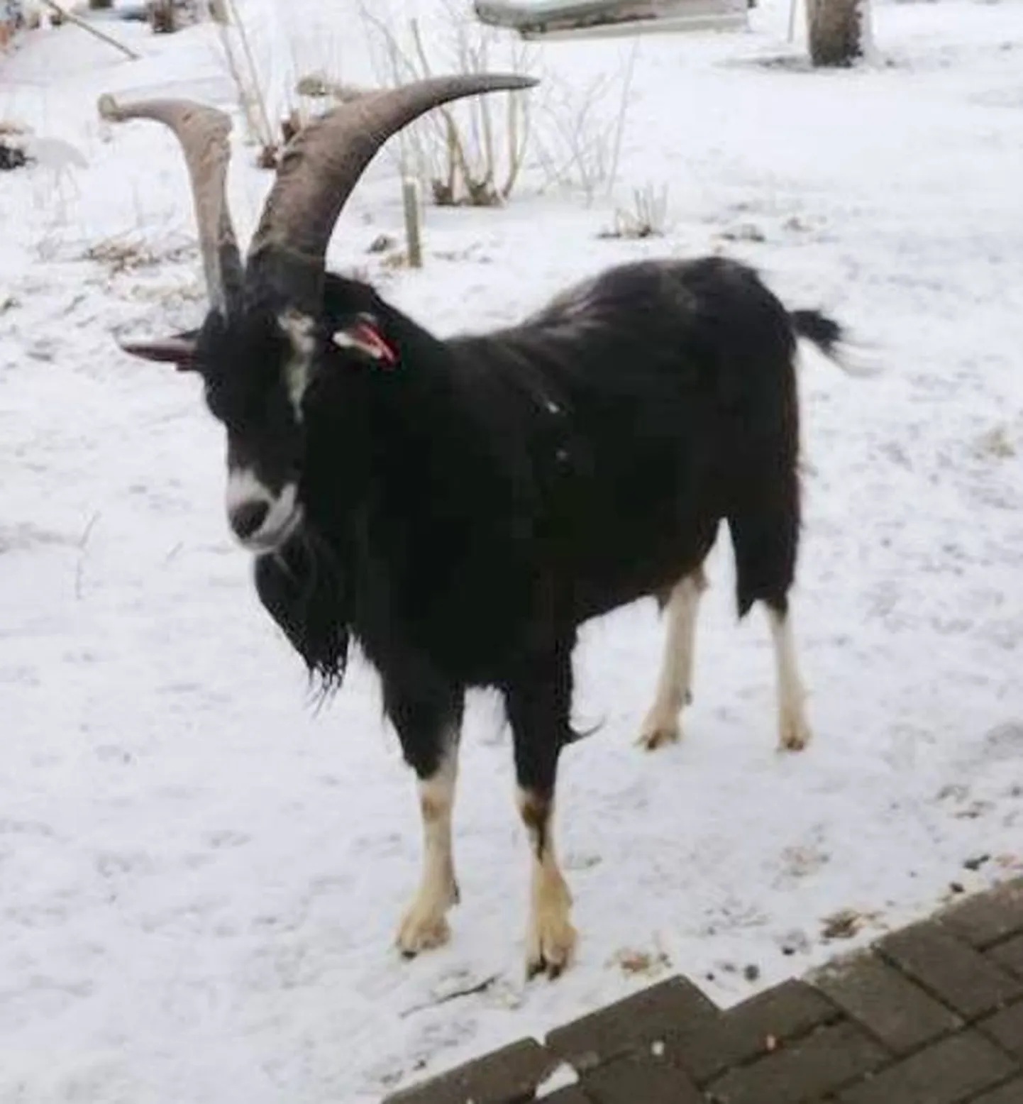 Artikli foto