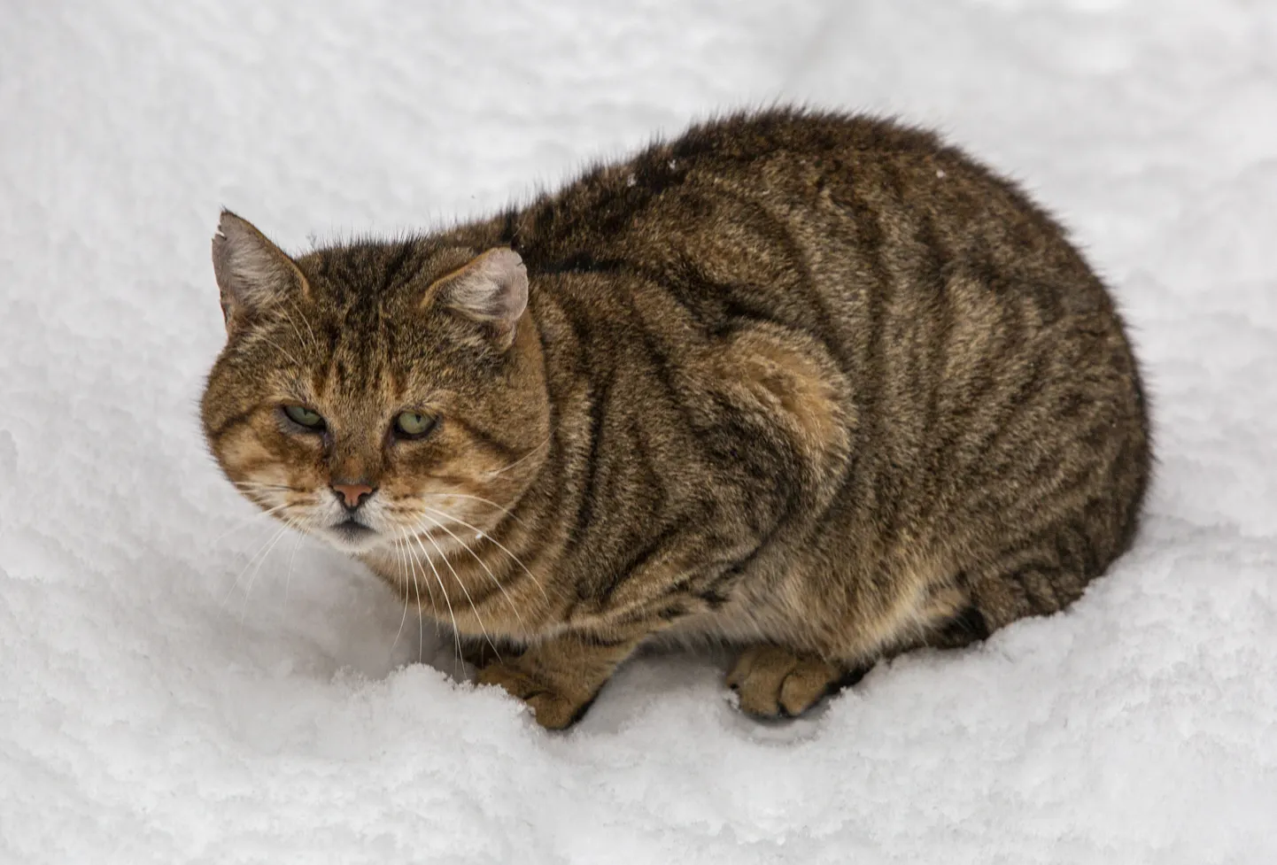 Кошка. Иллюстративное фото