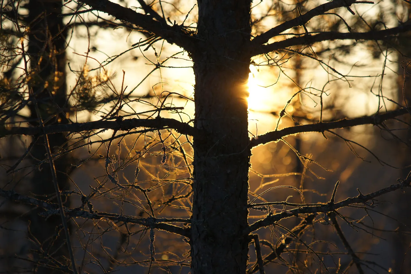 Päike piilub juba väga kevadiselt.
