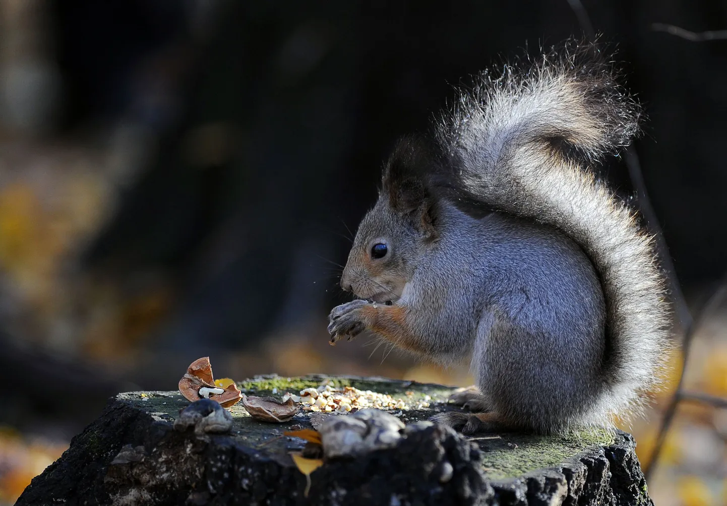 Orav sööb pähkleid