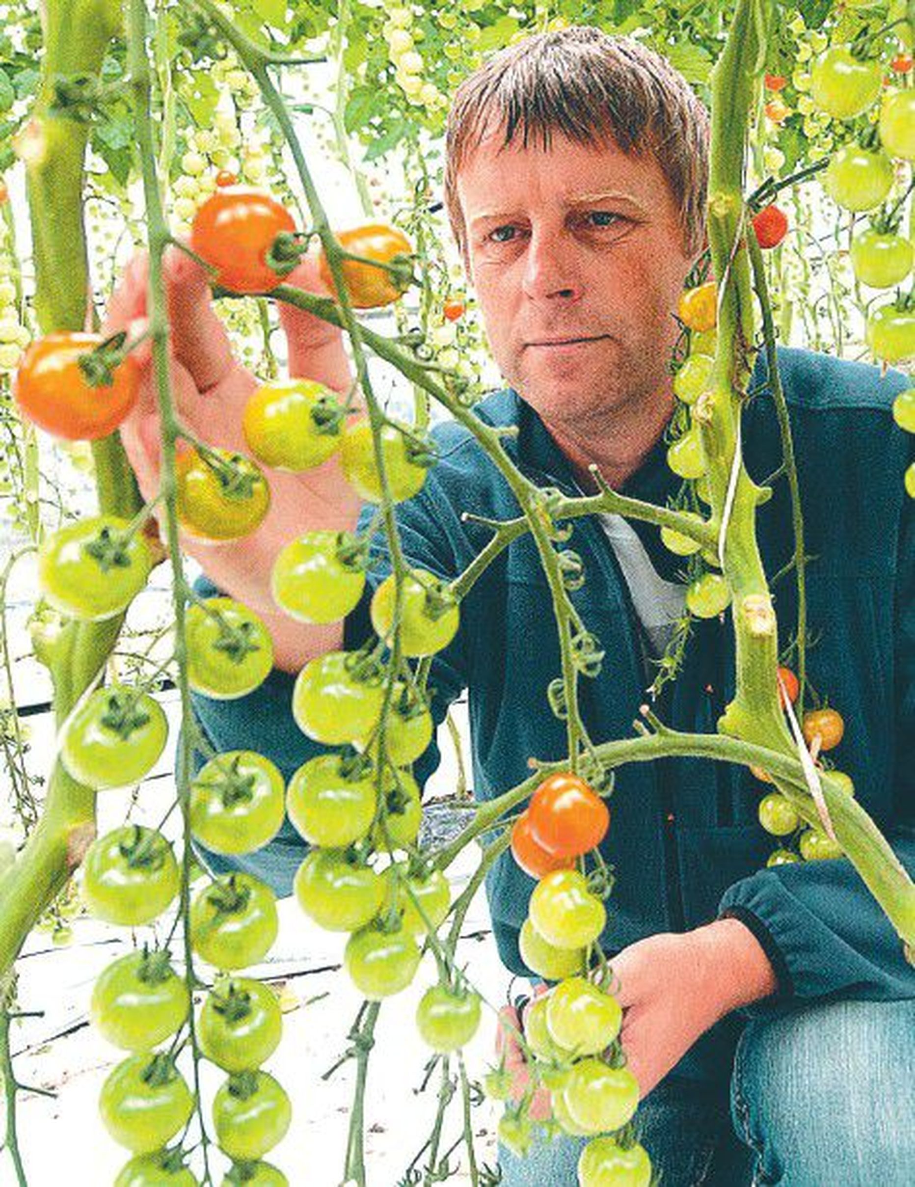 Laagris paikneva Sagro tootmisjuht Madis Kahu näitab, et kaubandusse korjatakse ära oranži värvuse saanud viljad, mis kannatavad transporti.