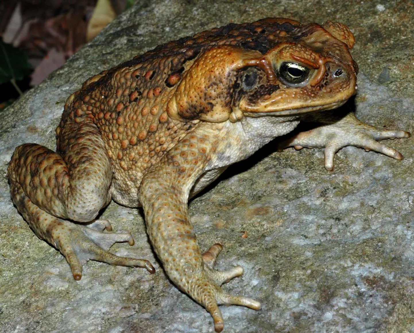 Aaga ehk merikärnkonn (Bufo marinus)