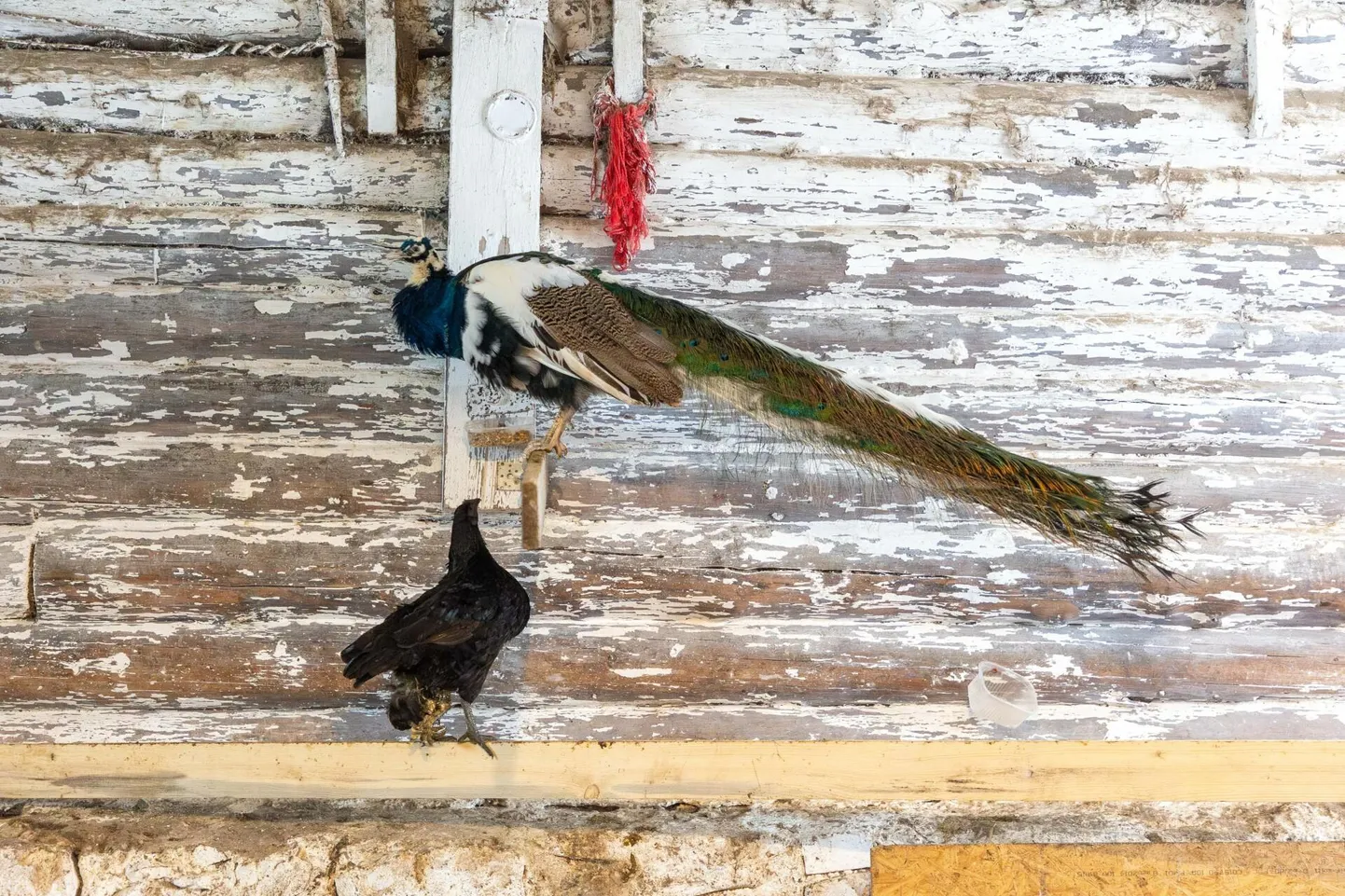 Paabulinnuhärra ei aja nelja jalaga kana end juurest ära, vaid jagab lahkelt temaga toitu ja veedab koos aega.