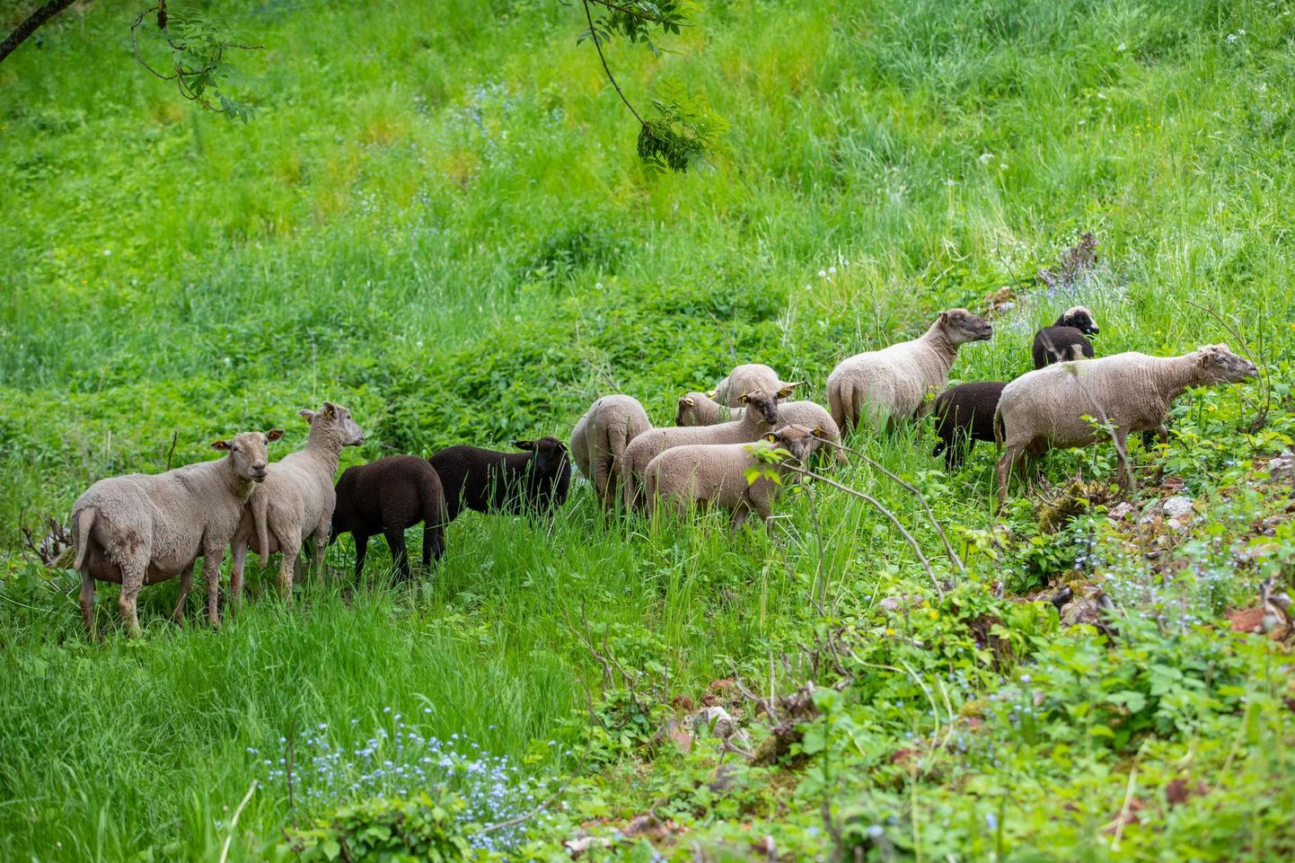 Lossimägedes võib taas näha lambaid maiustamas.