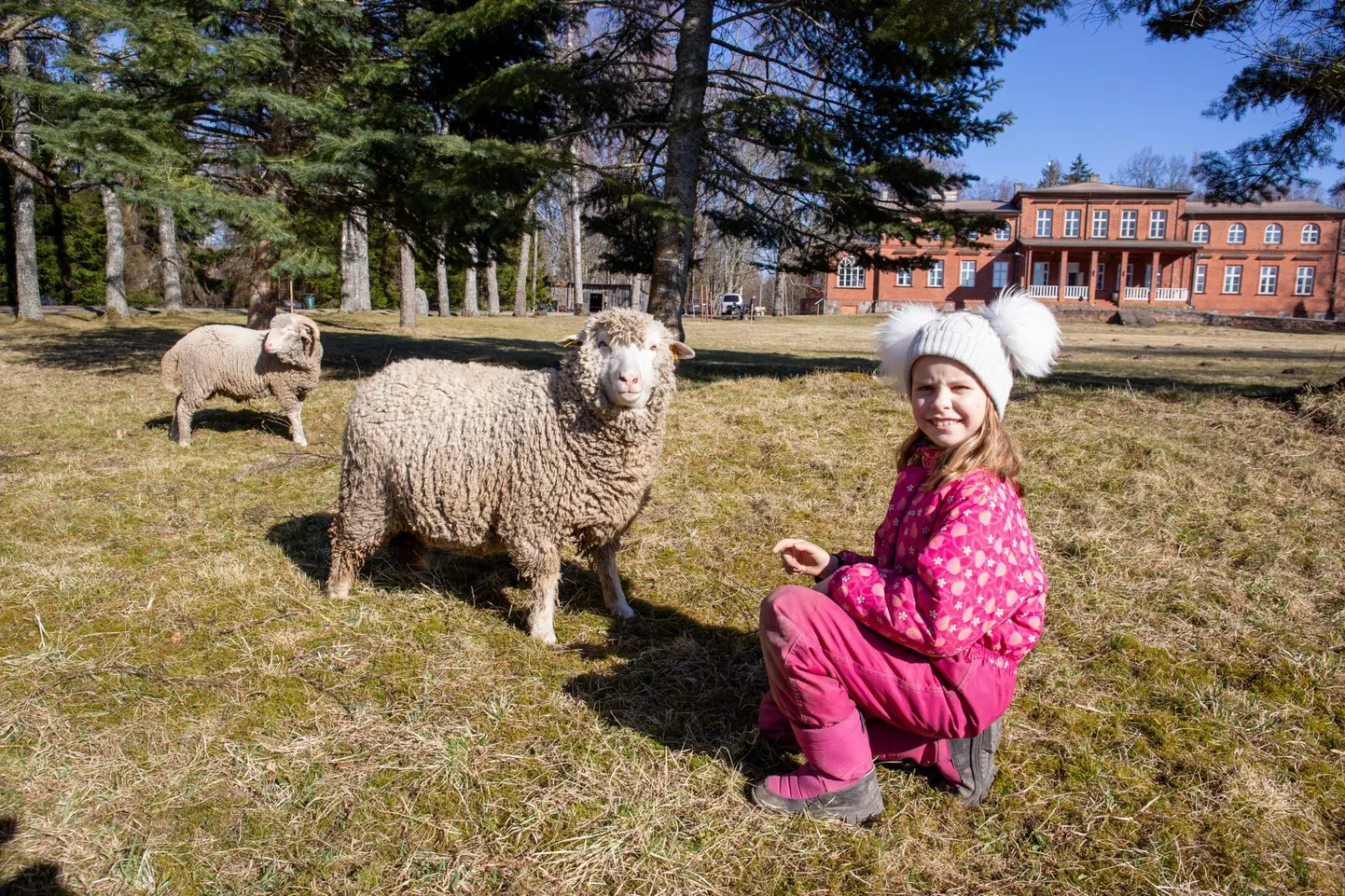 Peretütar Sarah Sofia Allikukivi veinimõisa ees lambakoplis.