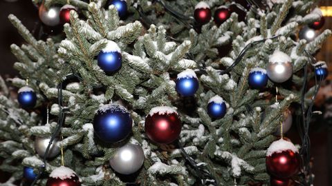 Жители Эстонии уже раскупают новогодние елки