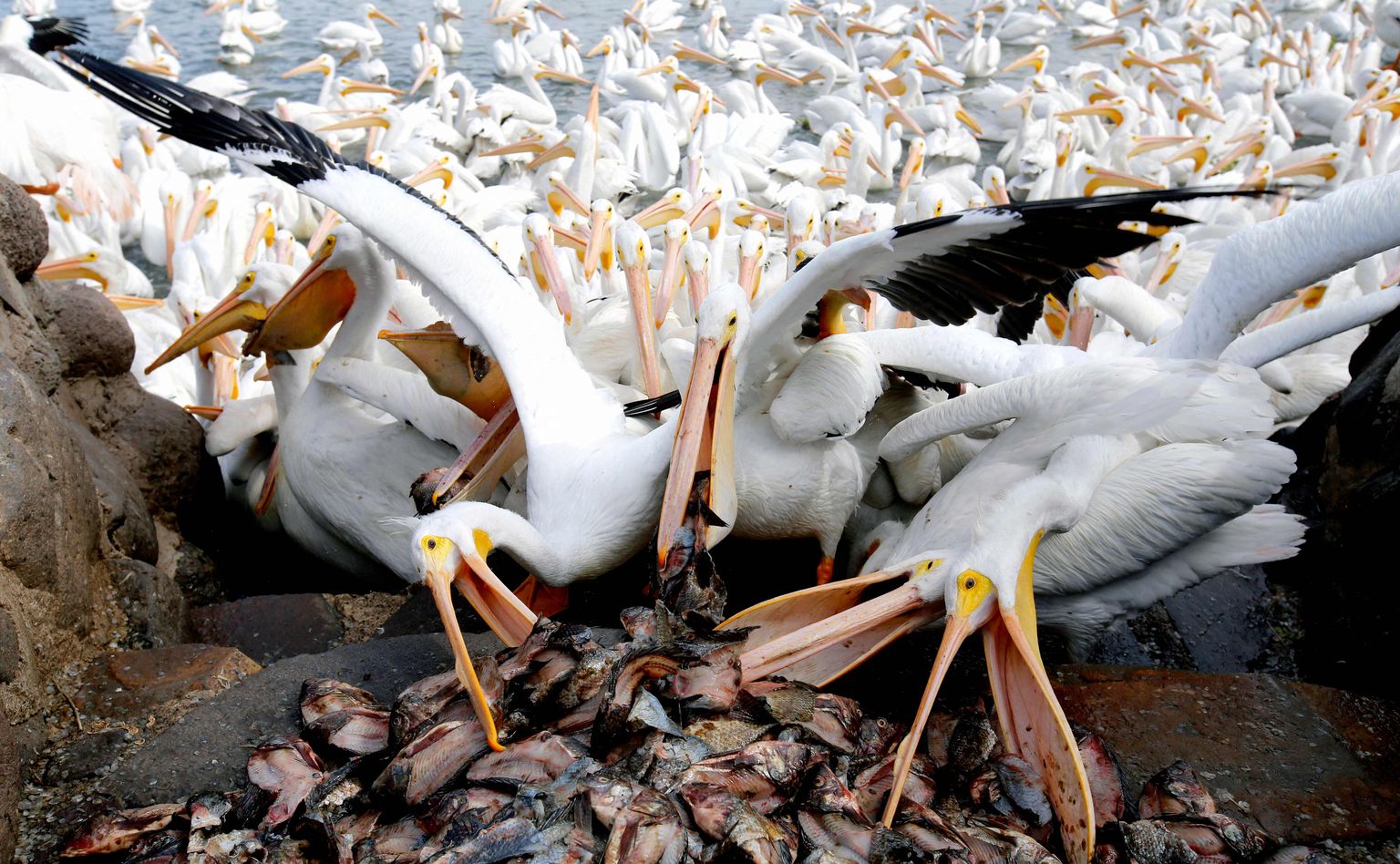 Pelikanid ahnitsevad palju toitu korraga, et seda hoiustada oma nokas asuvas paunas.