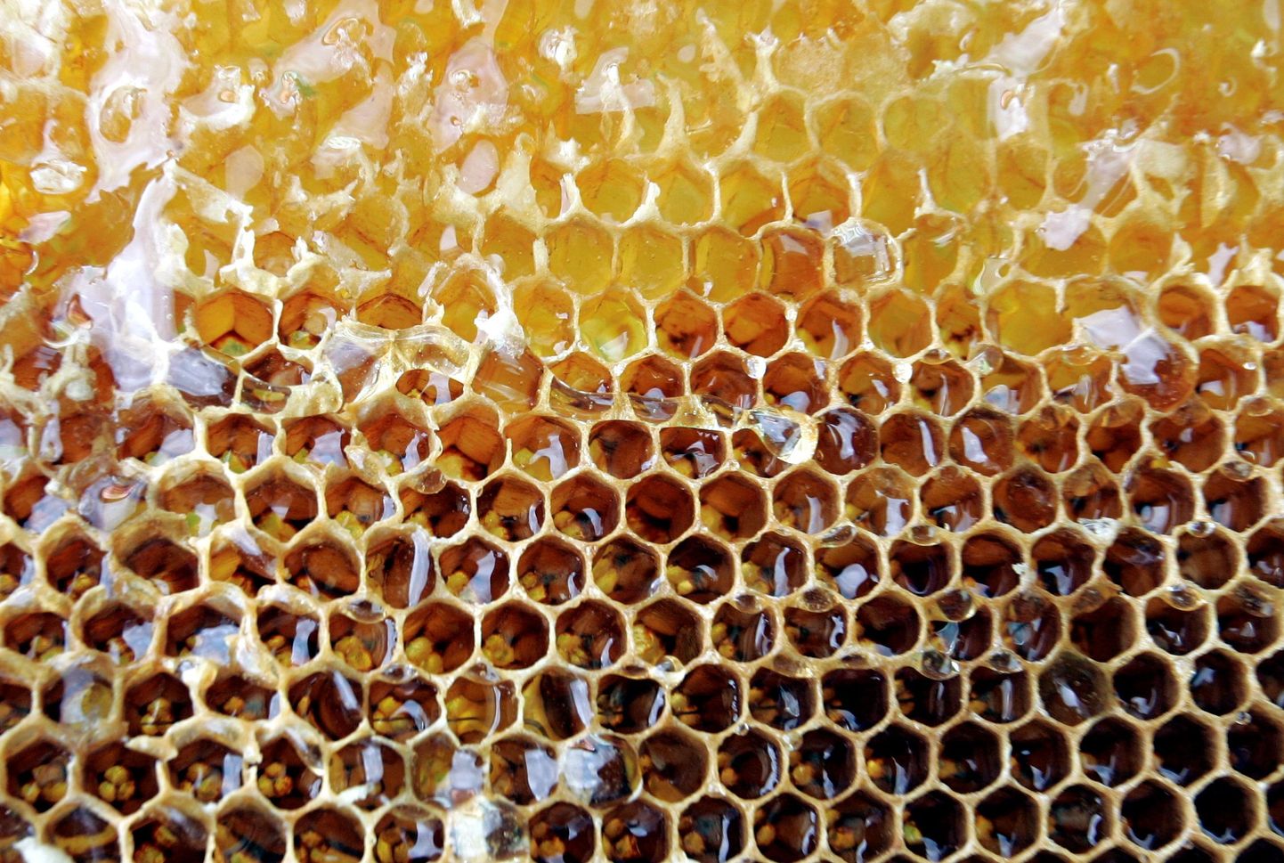Asva mesindusettevõtja tahab müügivõrku laiendada.