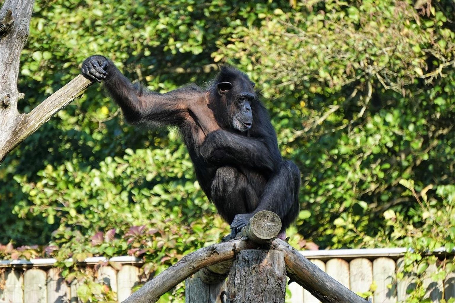 Šimpans Quincy