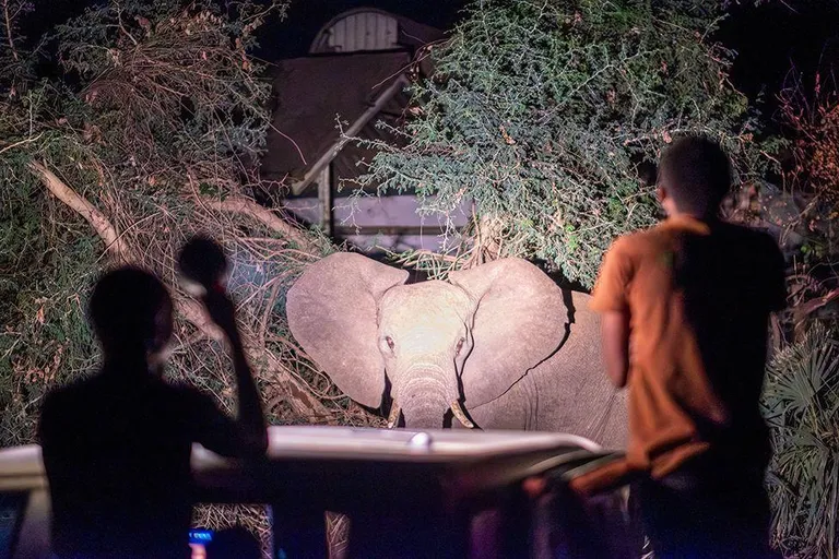 Двое мужчин, стоящих спиной к фотографу, смотрят на слона, стоящего передом к фотографу.