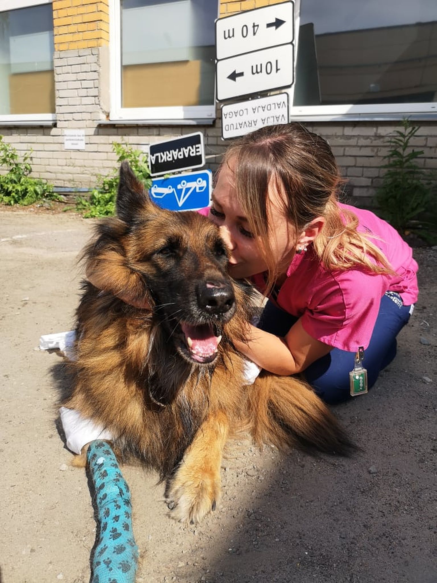 Пострадавшей в аварии на Лаагна-теэ собаке Арине помогли встать на ноги.