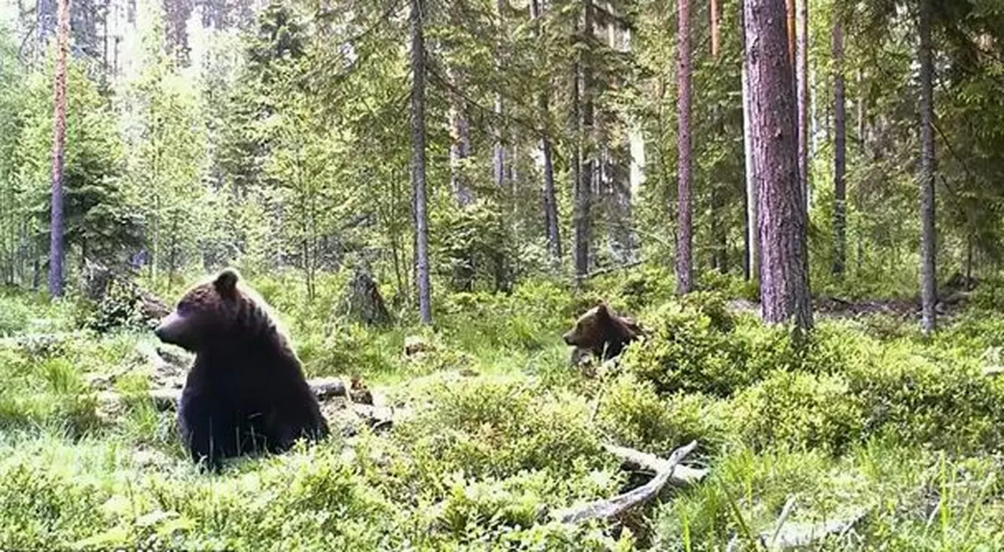 Karupaar hommikusöögil
