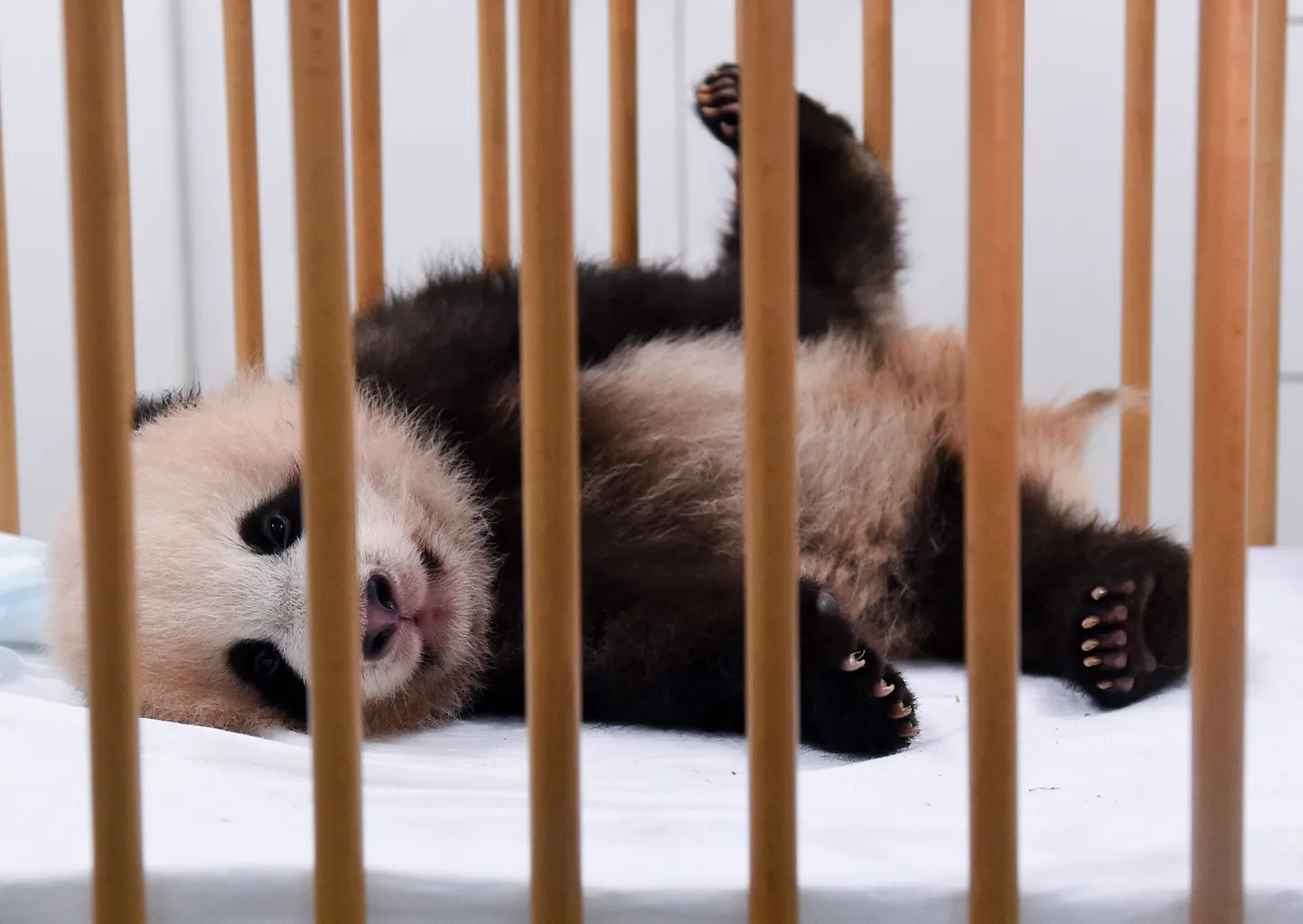 Pandabeebi