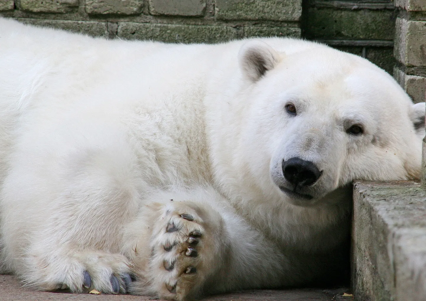 Jääkaru Päev kutsub valgete mõmmikute sõbrad Jääaja Keskusesse