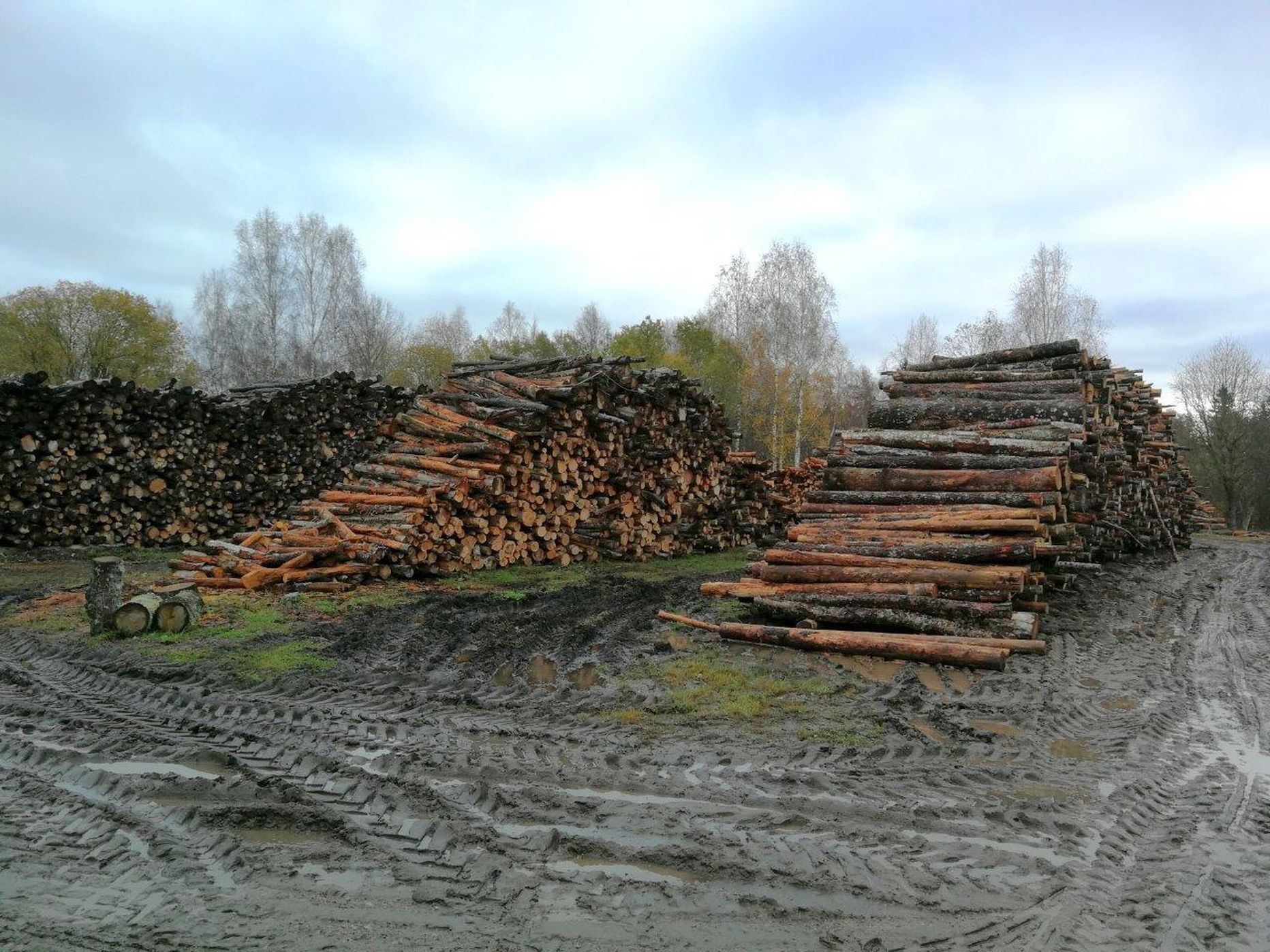 Katlamaja platsile ostetakse igal aastal kuni 1500 tihumeetrit küttepalke. See foto on tehtud mullu sügisel ning uus koorem peab kohal olema juunis.