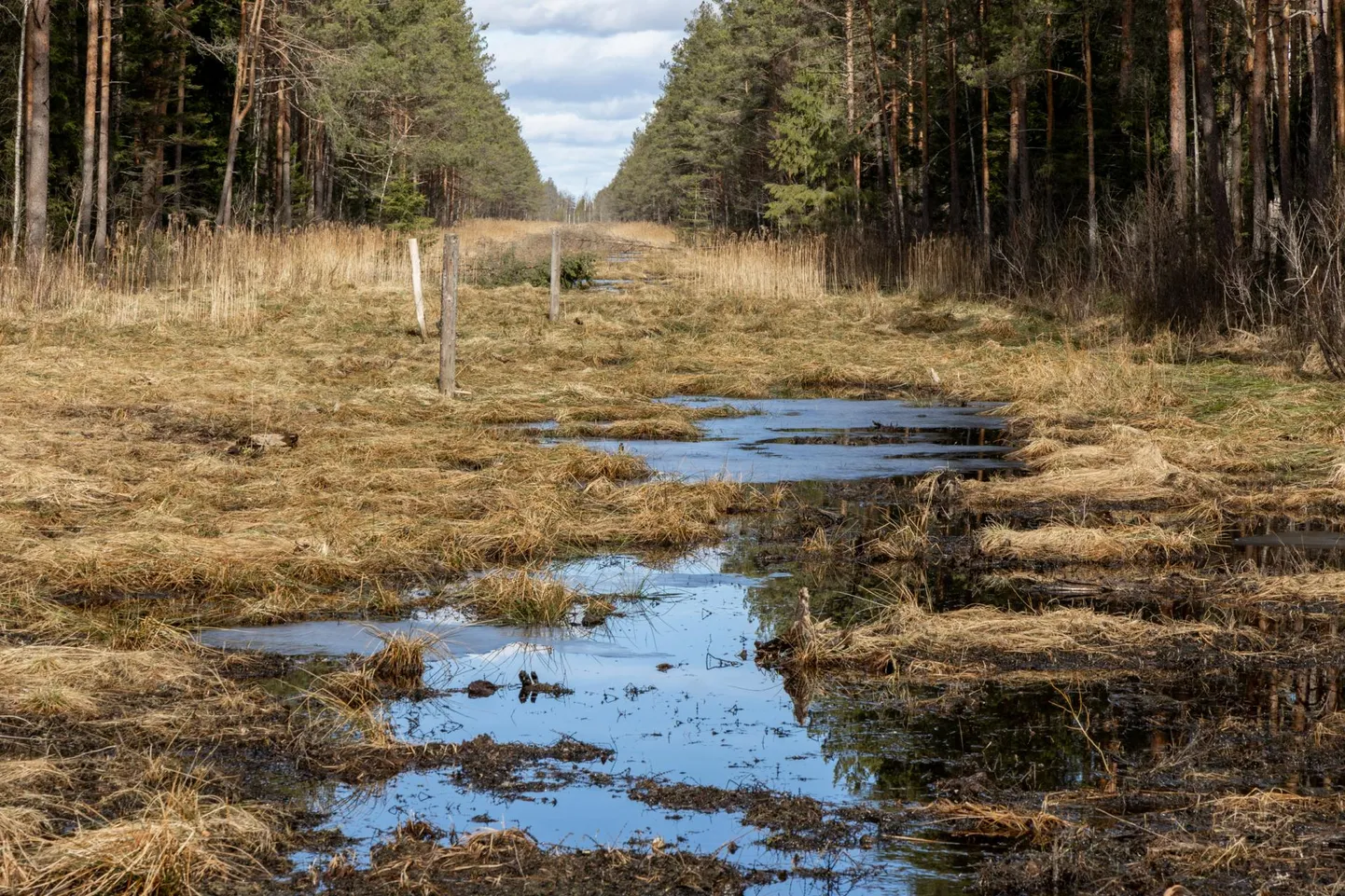 Pärnumaa 19MAR2025 Kikepera soo taastamine. Pildil Jüri-Ott Salm, Ants Animägi ja Sirle Matt
