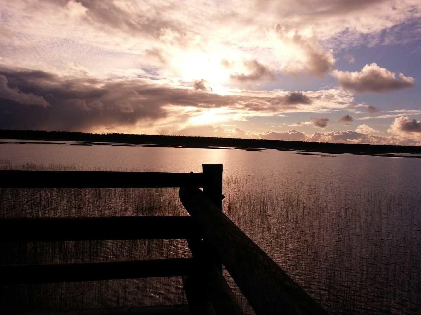 Tõhela järv on Eesti üks olulisemaid kiilide sigimisalasid ja Pärnumaa kiilide tähtsaim elupaik.