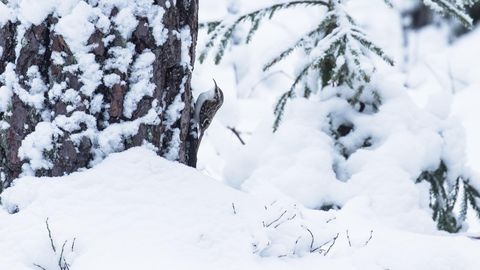 Зима вернулась: горы Адыгеи и Сочи засыпало снегом